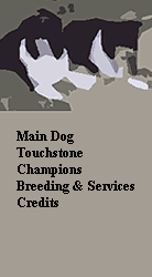 Main Dog
Touchstone
Champions
Breeding & Services
Credits



