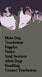 Main Dog
Touchstone
Puppies
Notice
Stud Services
Adult Dogs
Handling
Contact Touchstone
